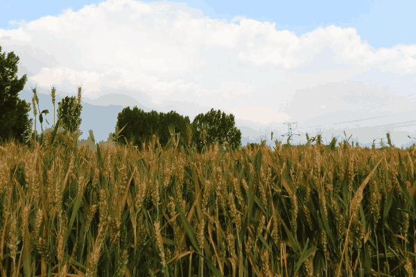 小麦高产种植技术与管理施肥(小麦高产种植技术)